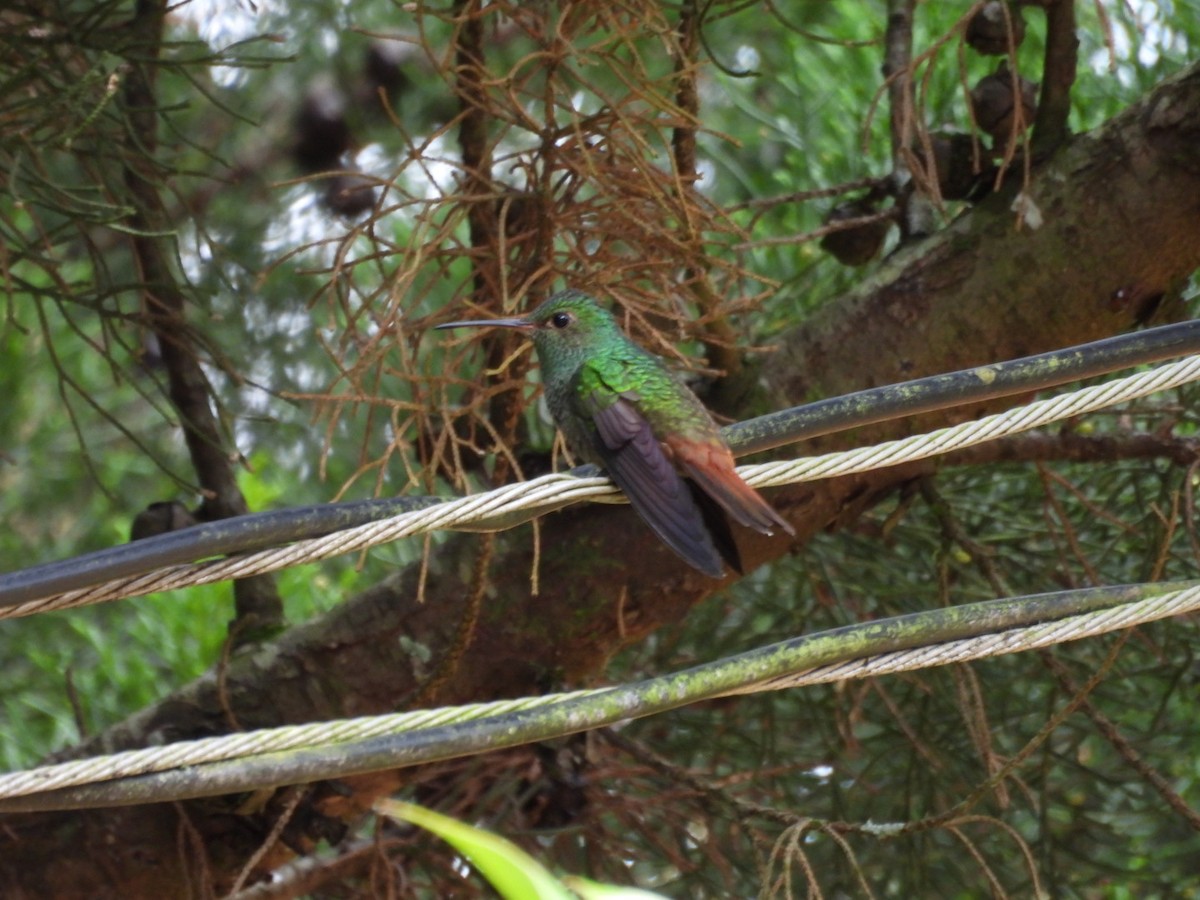 Rufous-tailed Hummingbird - ML643328560