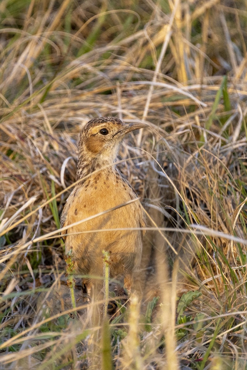 Spike-heeled Lark - ML643328590