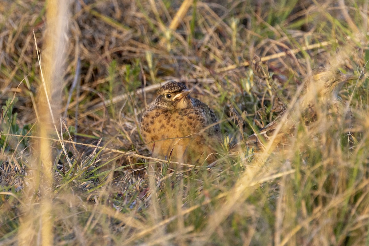 Spike-heeled Lark - ML643328591