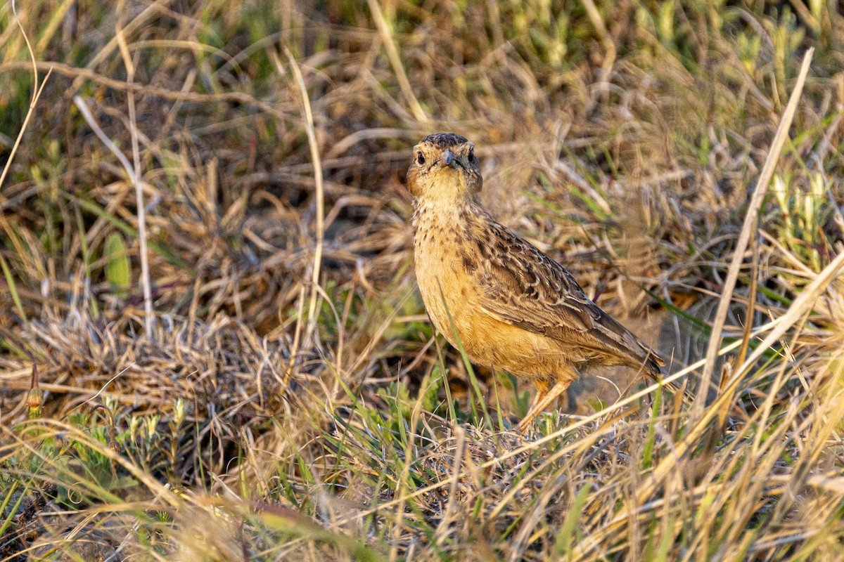 Spike-heeled Lark - ML643328592