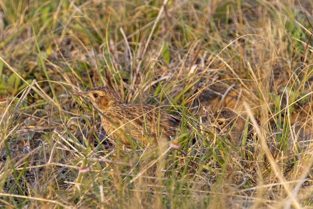 Spike-heeled Lark - ML643328593
