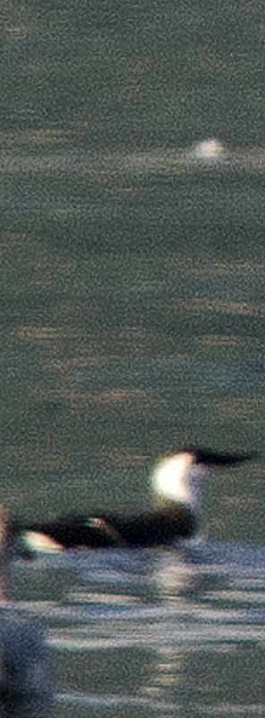 Mérgulo Jaspeado Americano - ML643328623