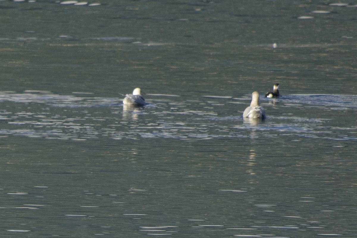 Mérgulo Jaspeado Americano - ML643328628