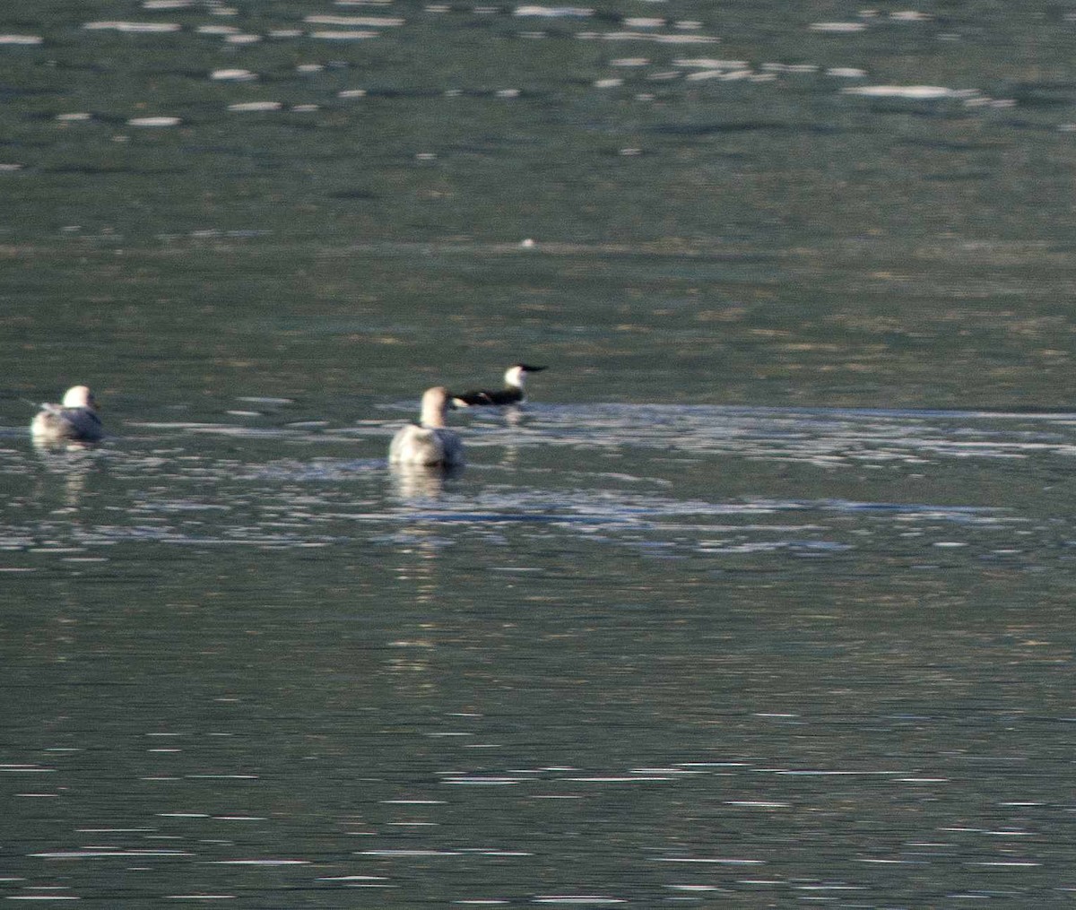 Mérgulo Jaspeado Americano - ML643328629