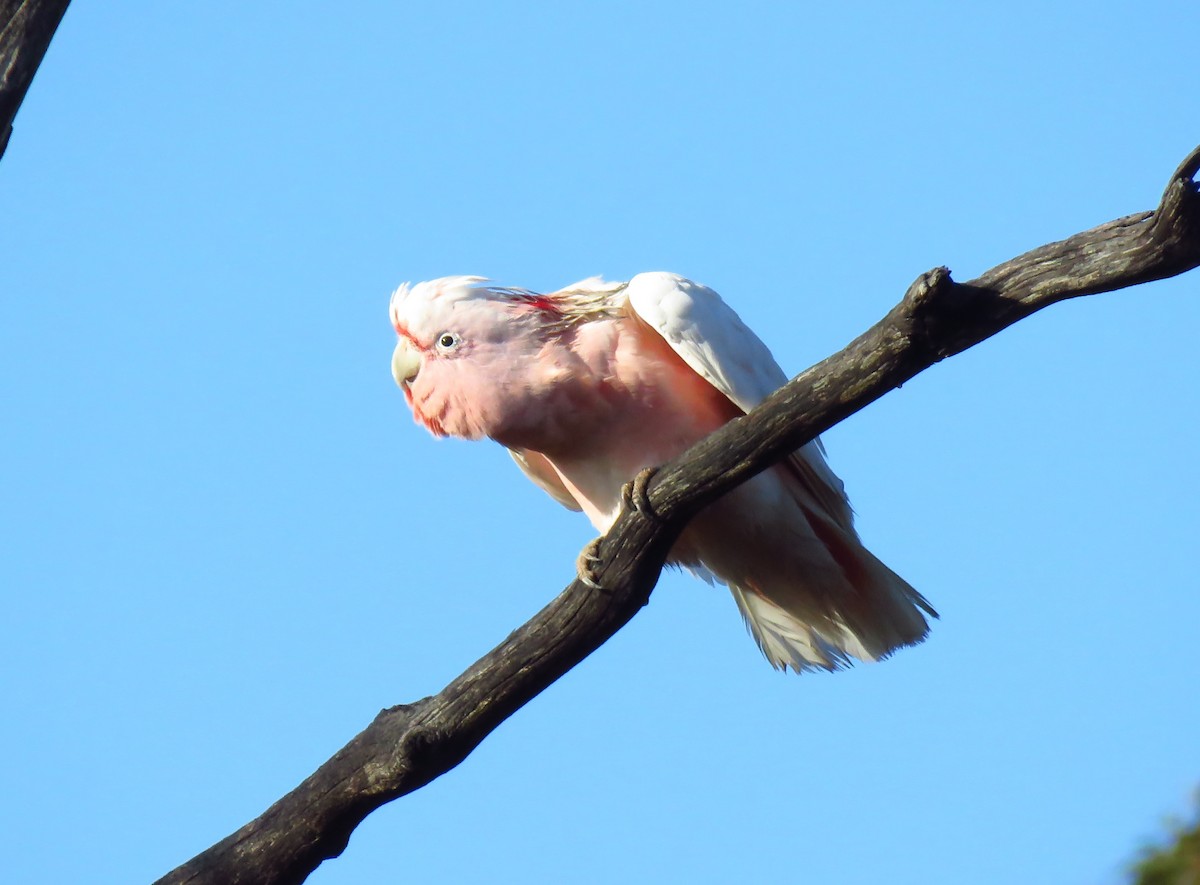 Pink Cockatoo - ML643328632