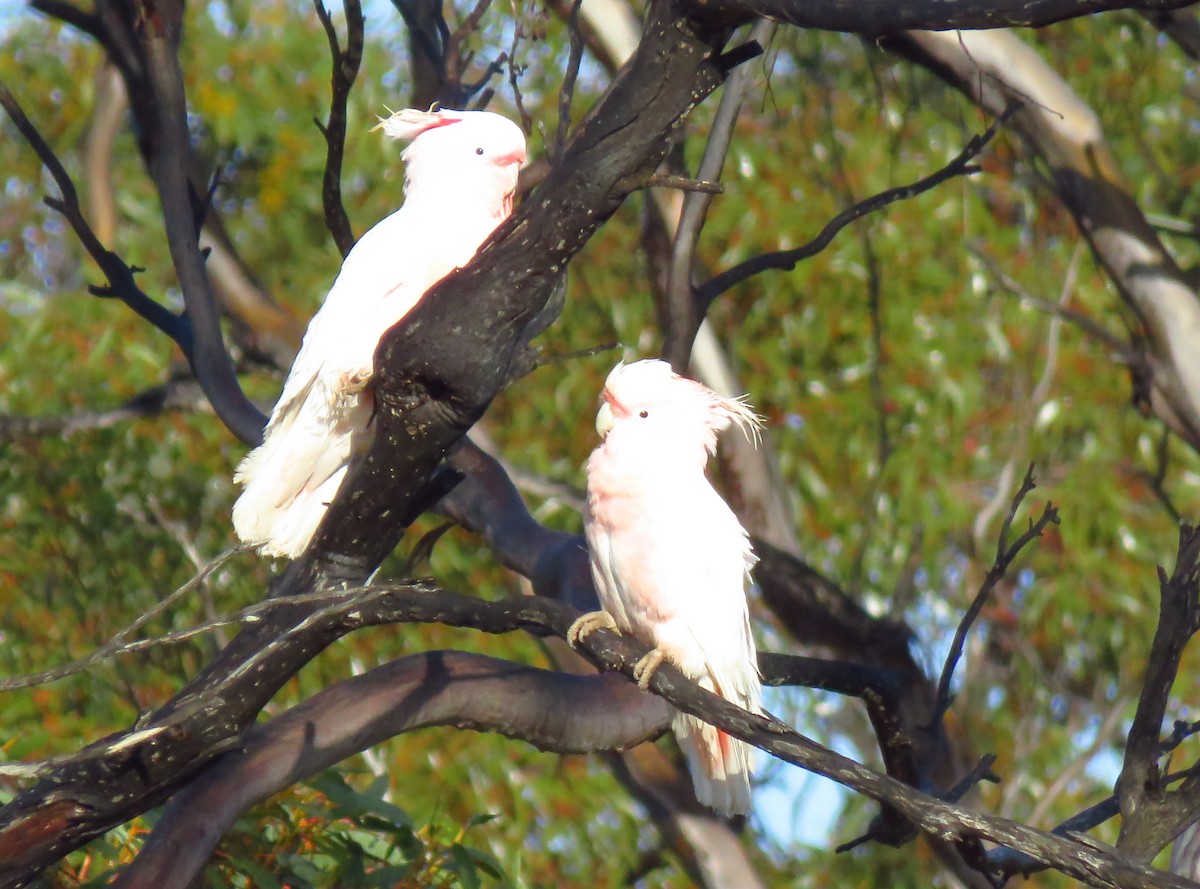 Pink Cockatoo - ML643328633