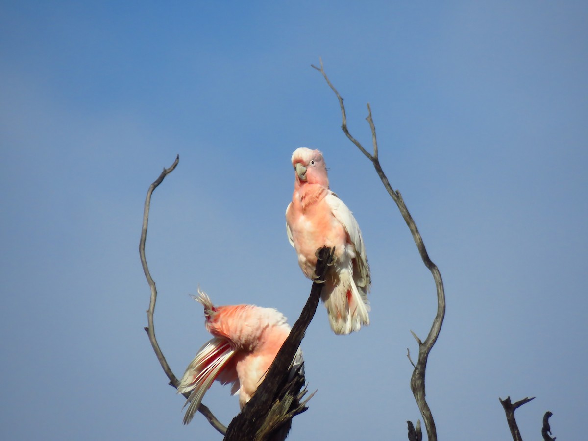 Pink Cockatoo - ML643328634