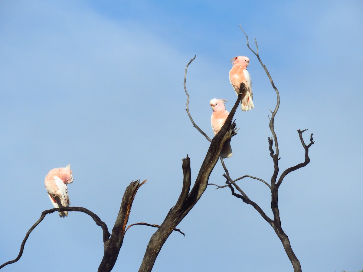 Pink Cockatoo - ML643328635