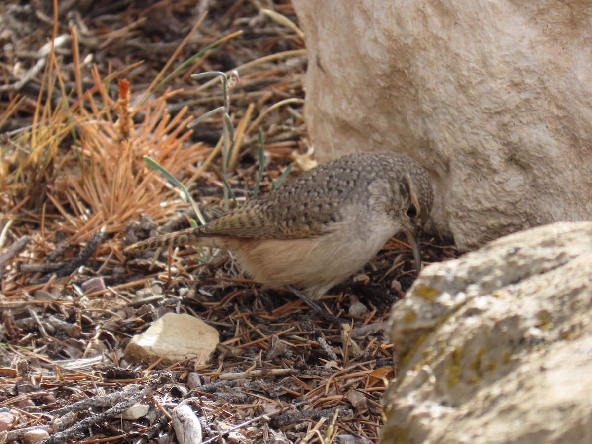 Rock Wren - ML643328637