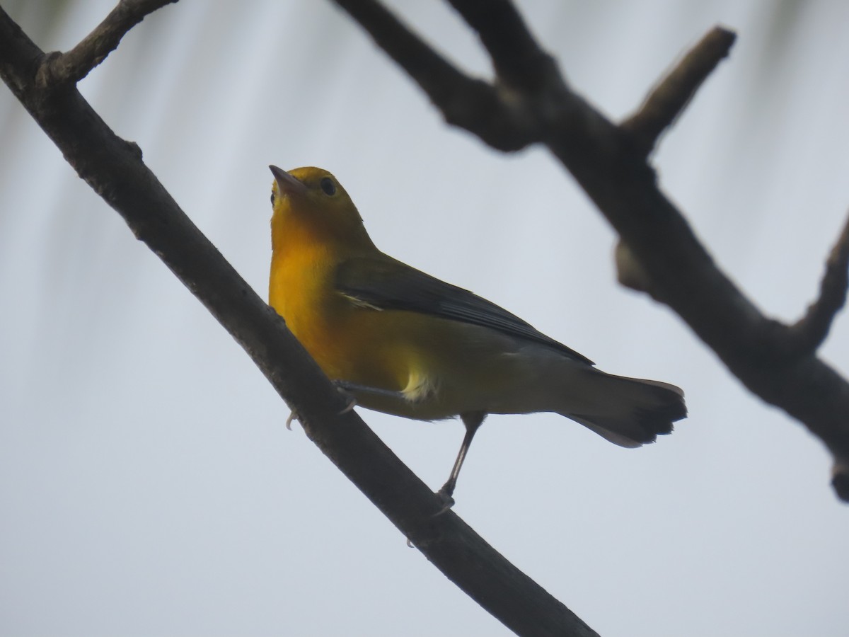 Prothonotary Warbler - ML643328649