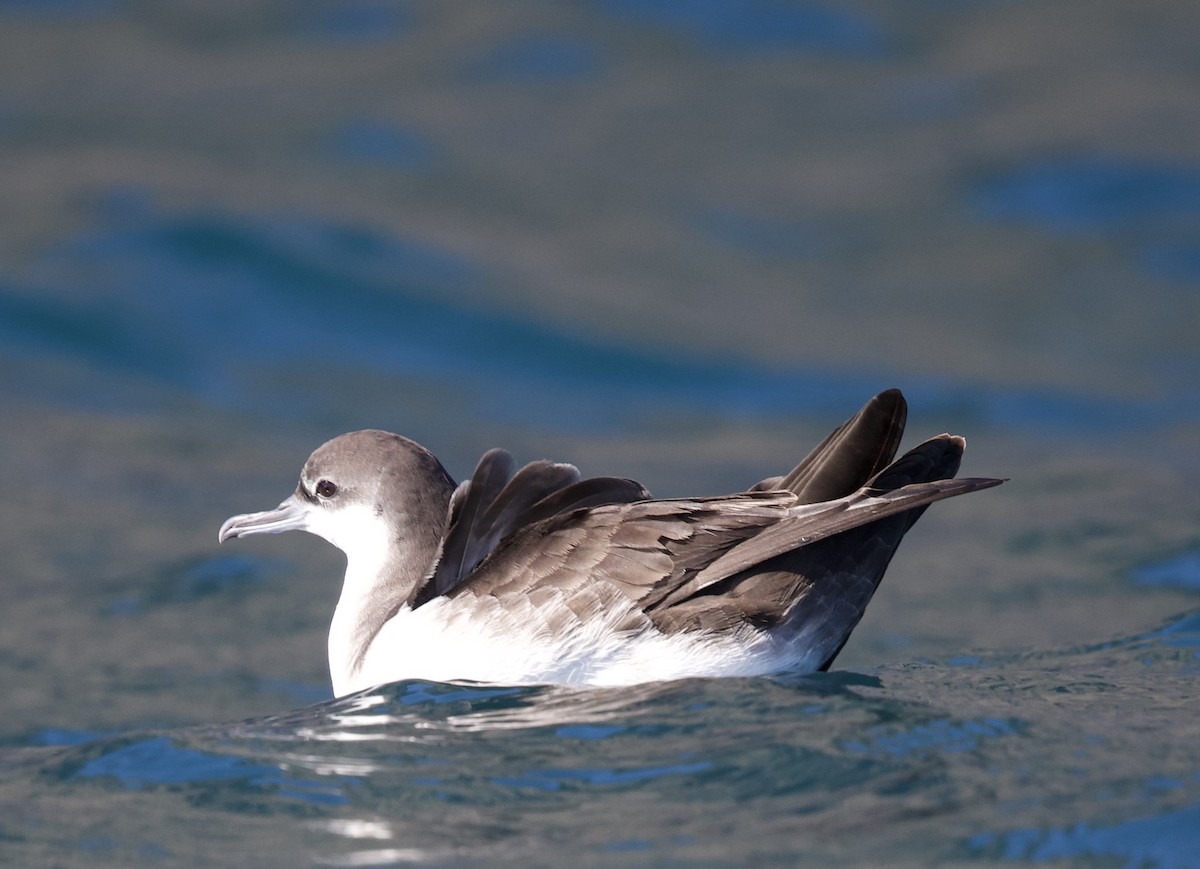 Galapagos Shearwater - ML643328660