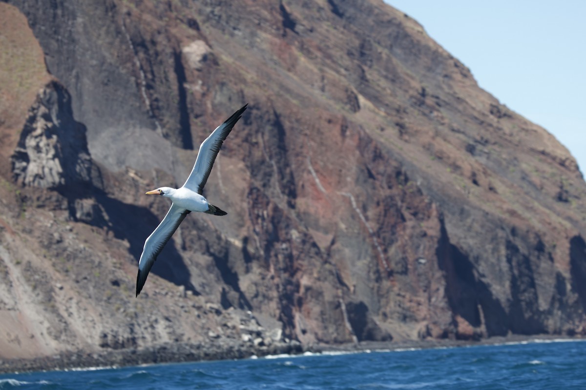 Nazca Booby - ML643328666