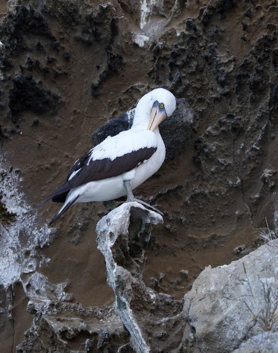 Nazca Booby - ML643328667