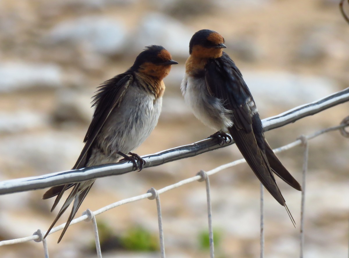 Welcome Swallow - ML643328676