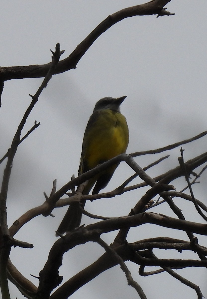 Tropical Kingbird - ML643328680
