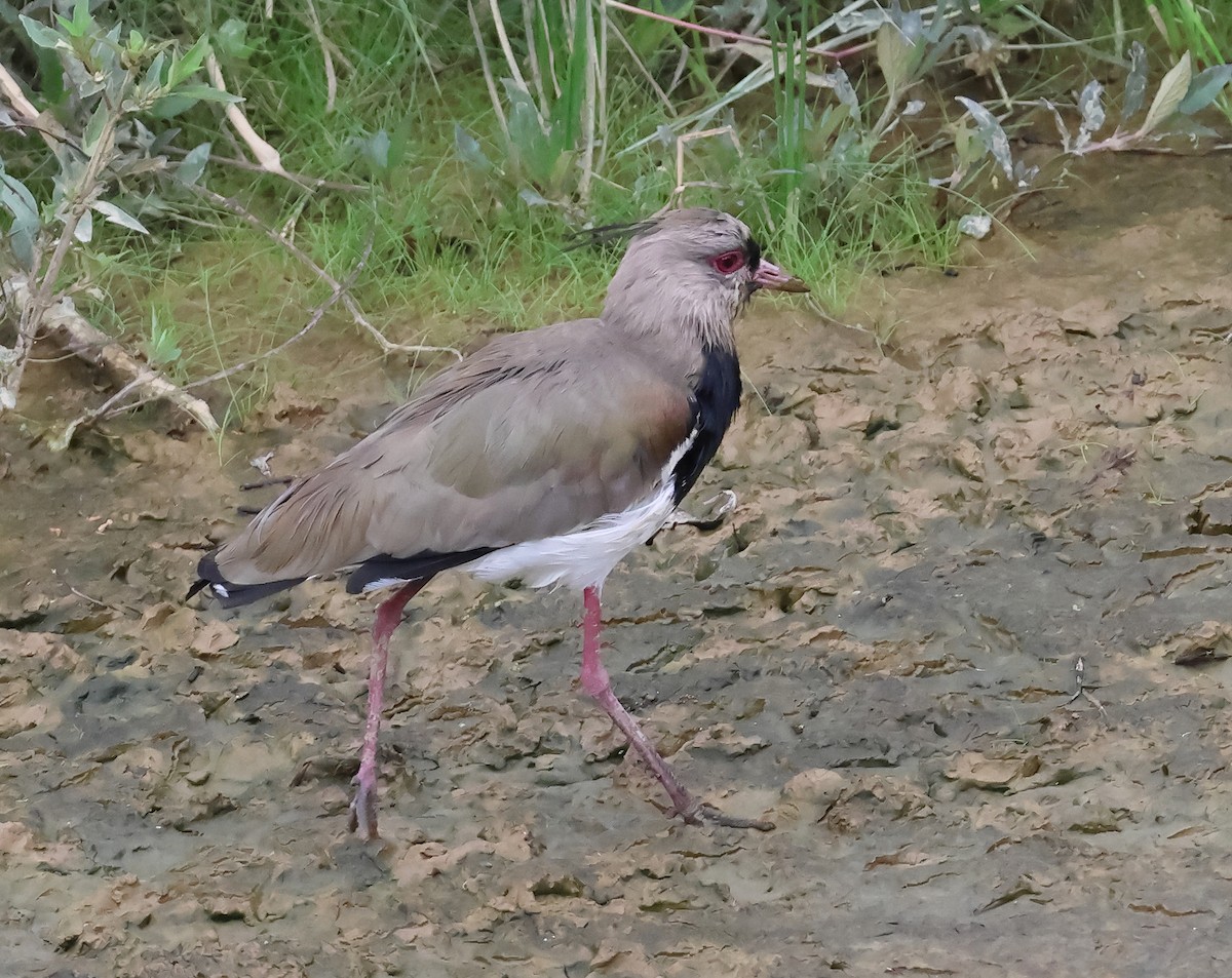 Southern Lapwing - ML643328681