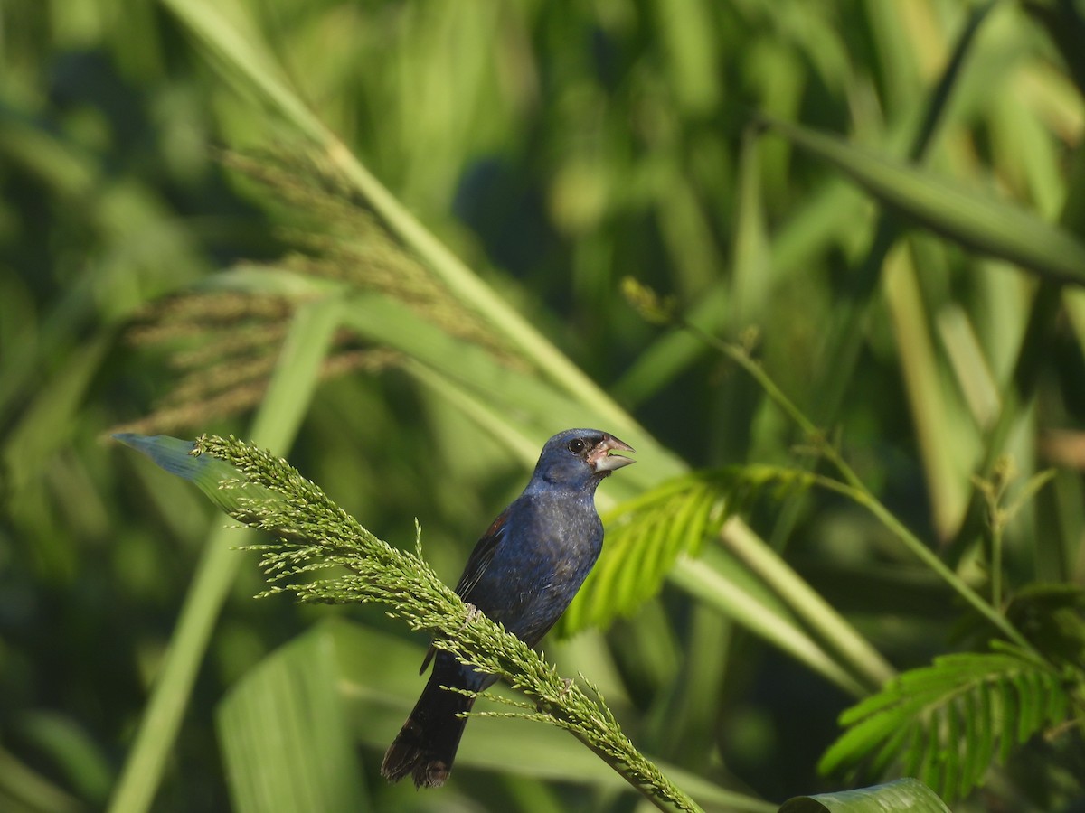 Blue Grosbeak - ML643328682