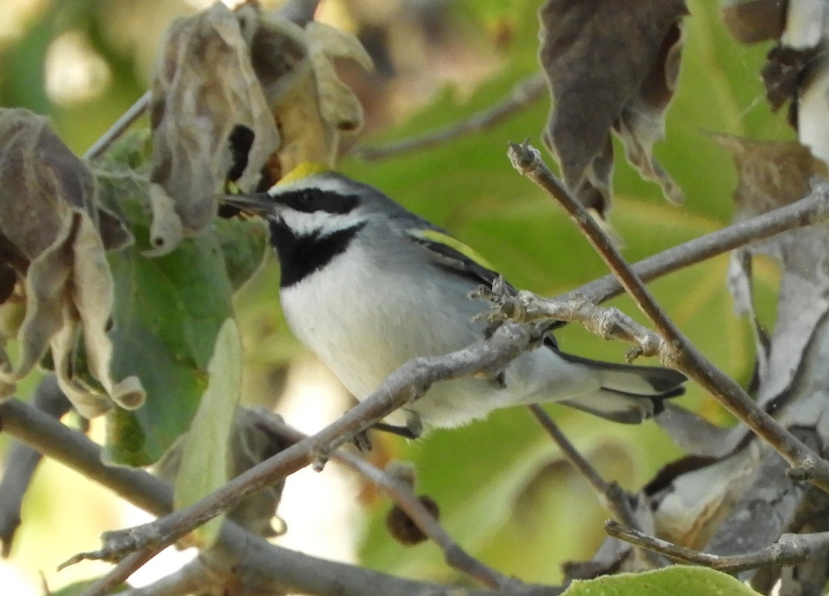 Golden-winged Warbler - ML643328699