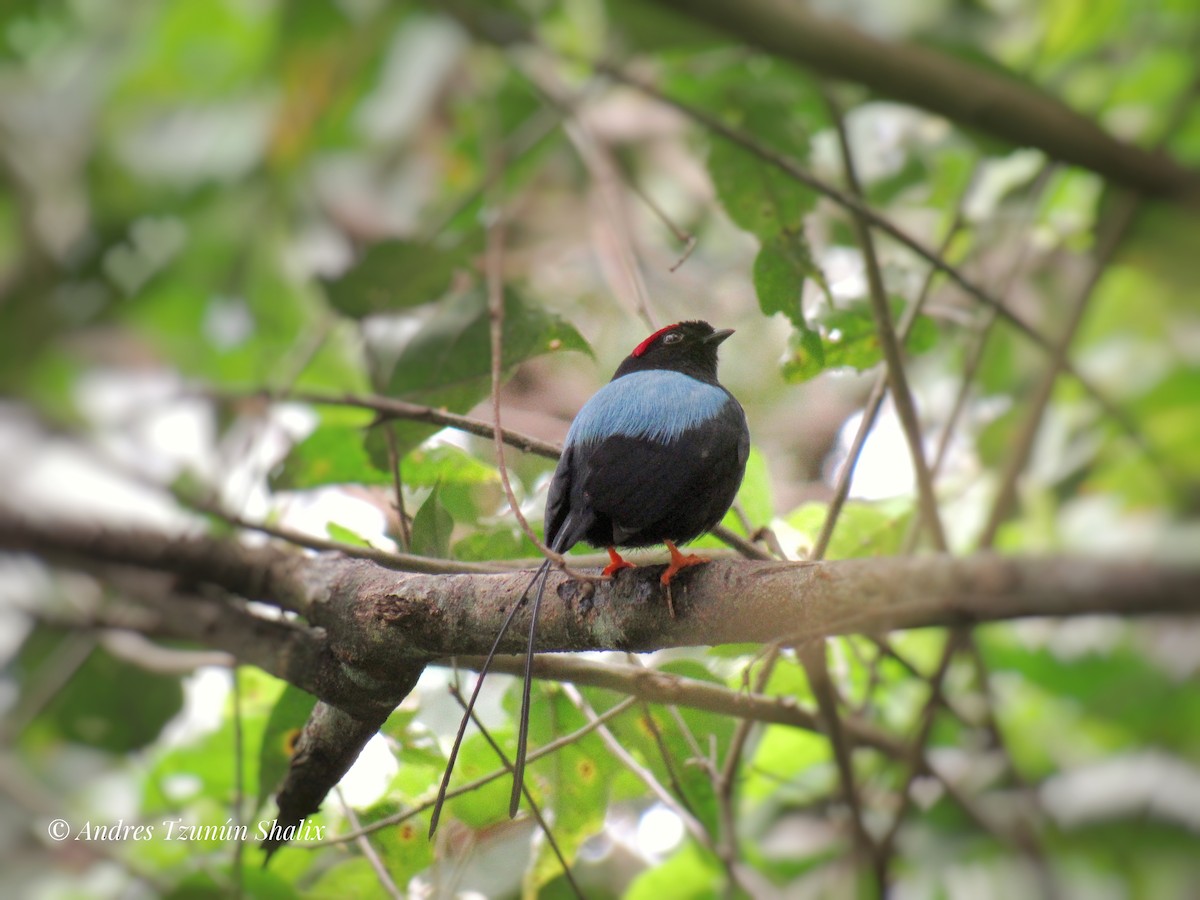 Long-tailed Manakin - ML643328705