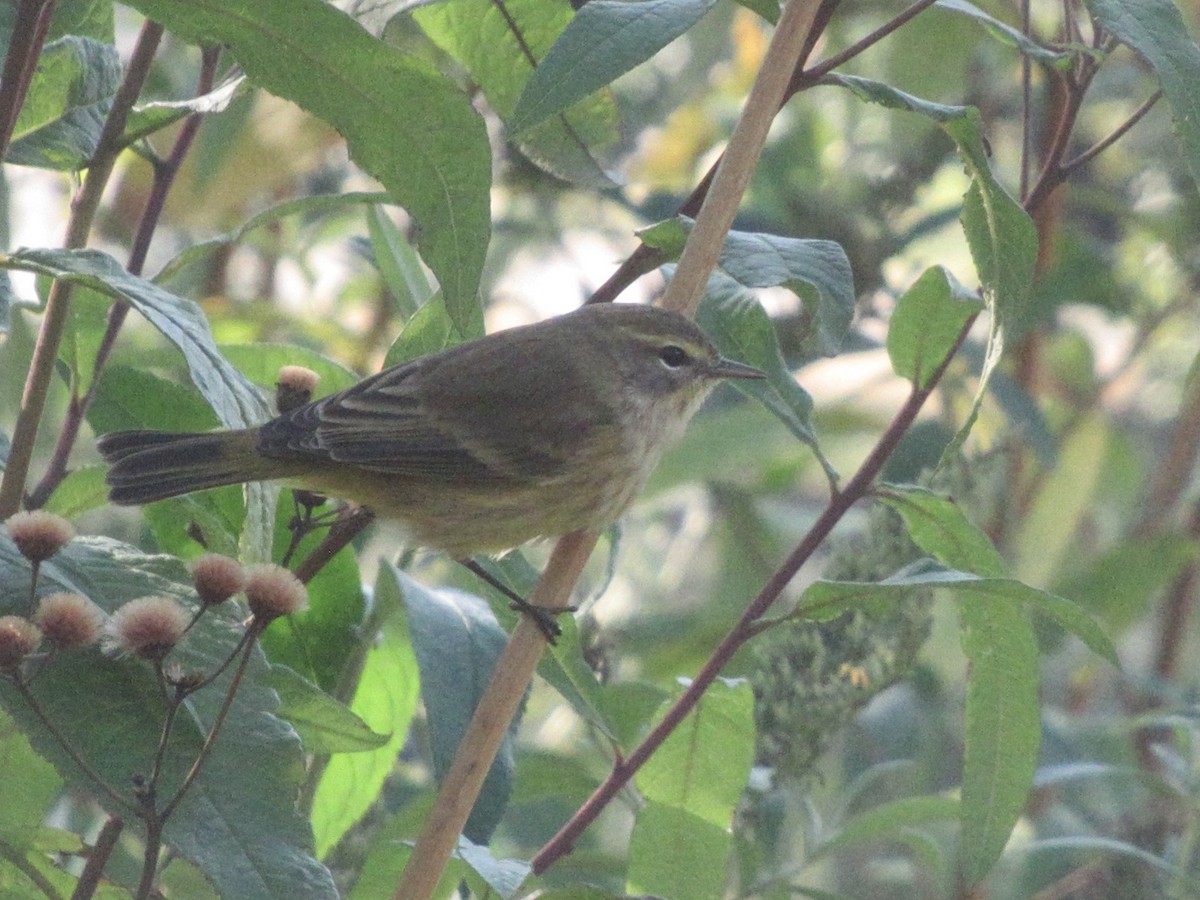 ヤシアメリカムシクイ（palmarum） - ML643328707