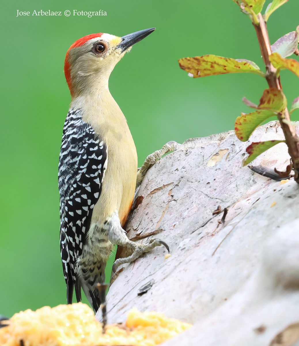 Red-crowned Woodpecker - ML643328715