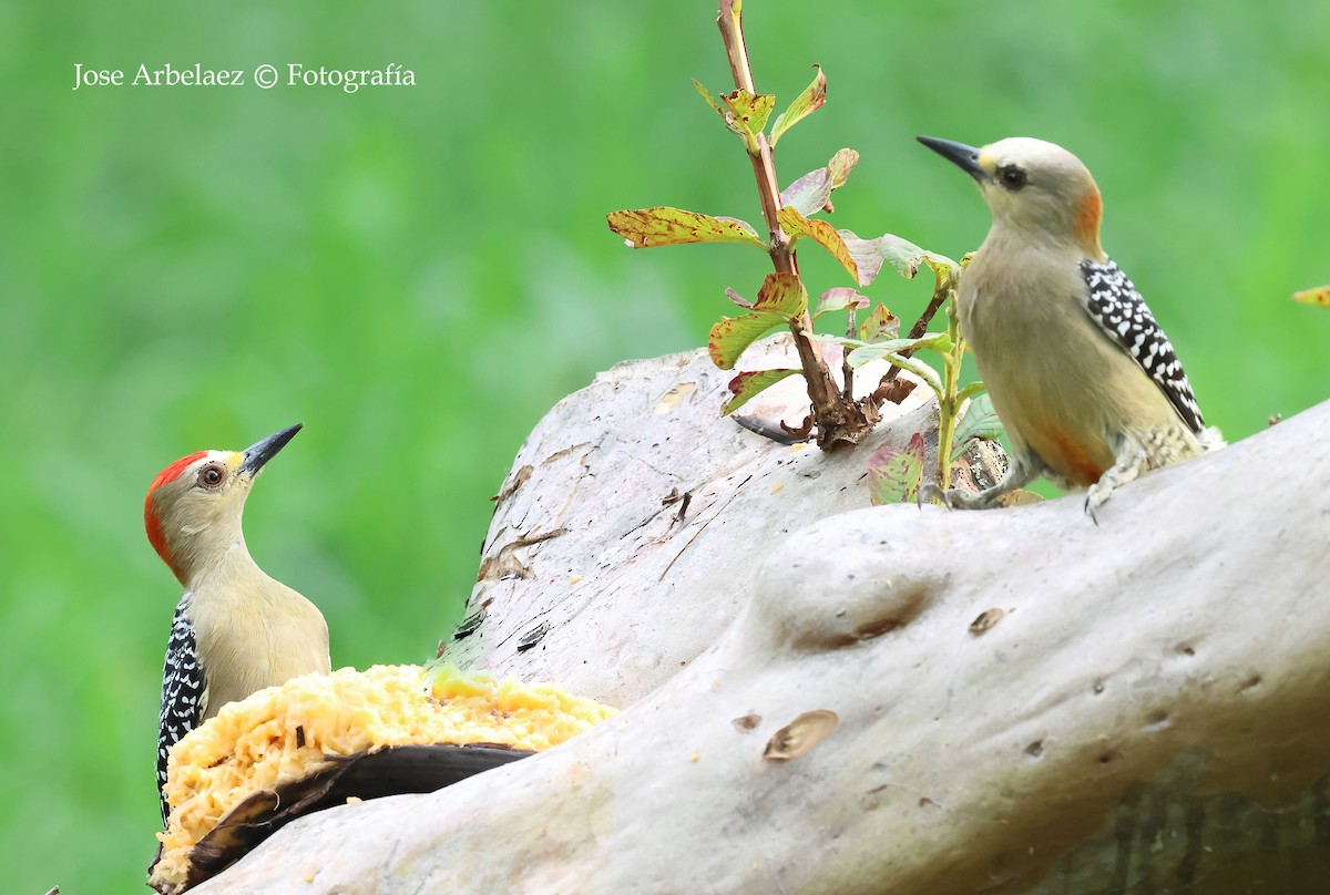 Red-crowned Woodpecker - ML643328717