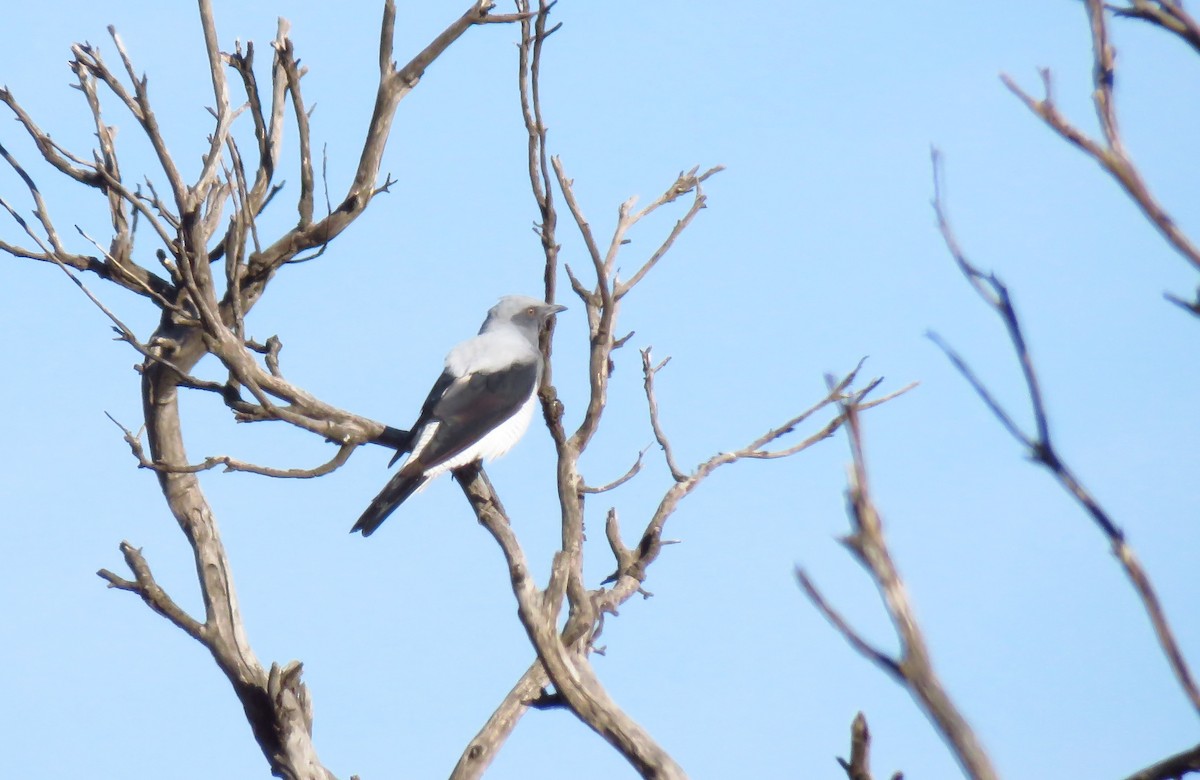 Ground Cuckooshrike - ML643328747