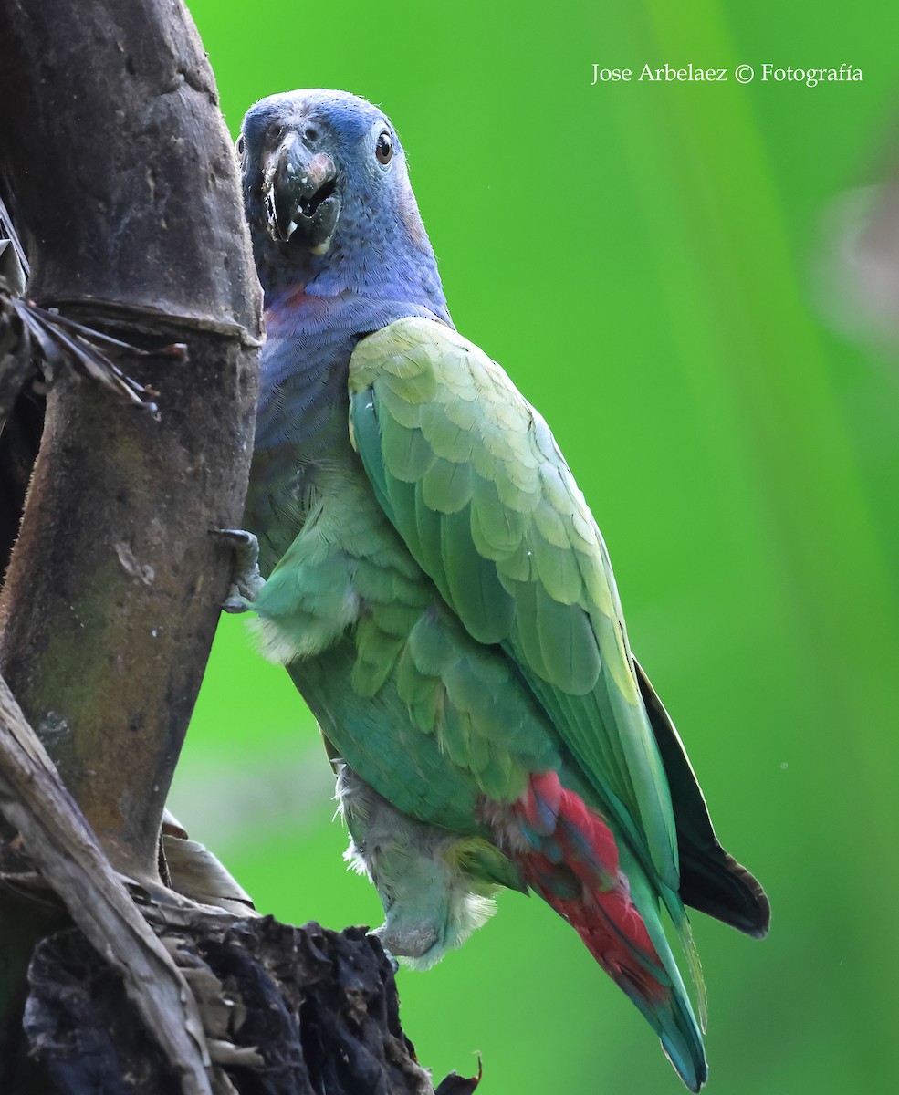Blue-headed Parrot - ML643328751