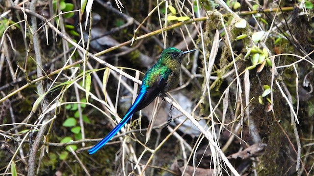 Langschwanzsylphe - ML643328754