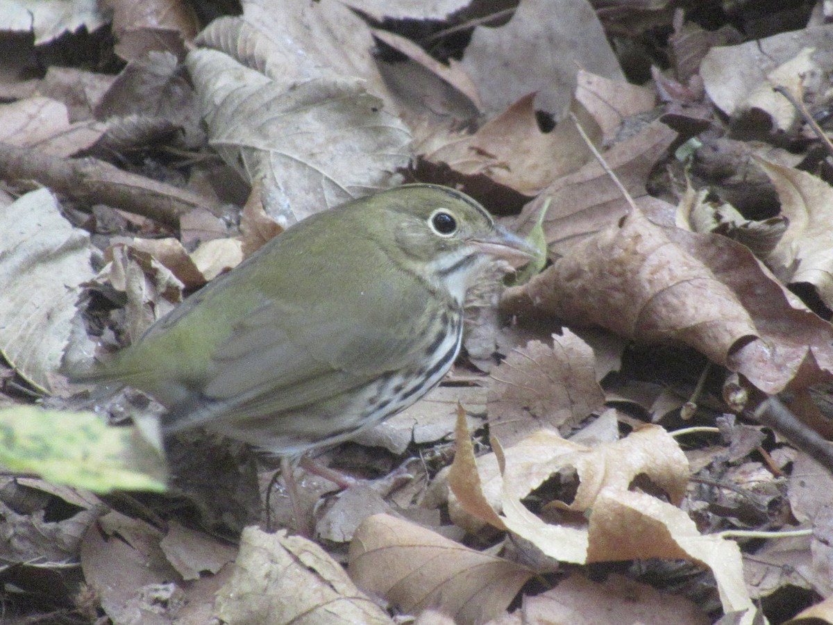 Ovenbird - ML643328755