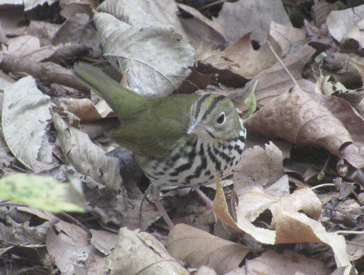 Ovenbird - ML643328756