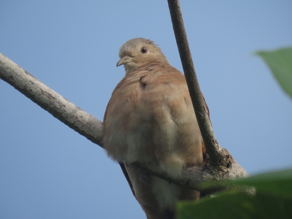 Common Ground Dove - ML643328757