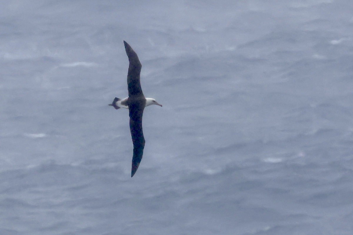 Laysanalbatros - ML643328758