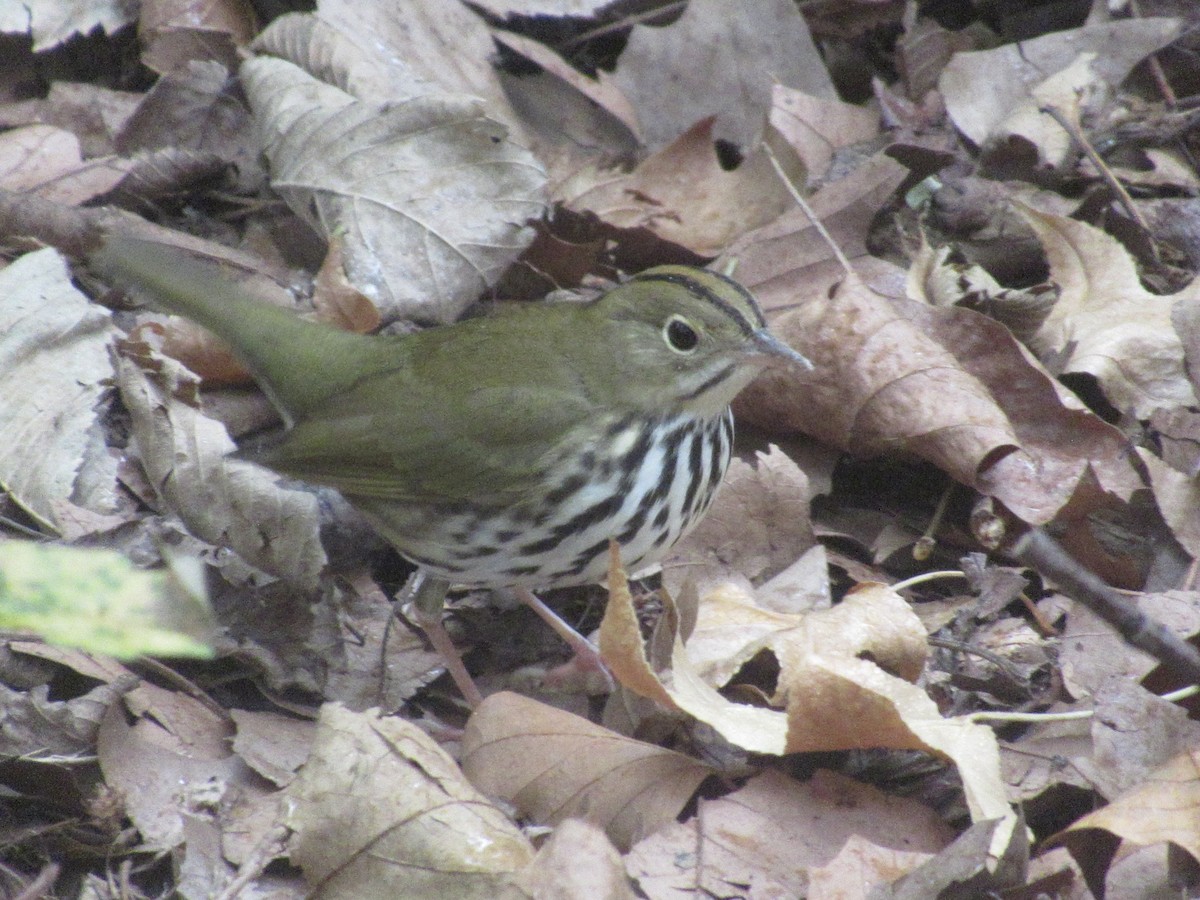 Ovenbird - ML643328759