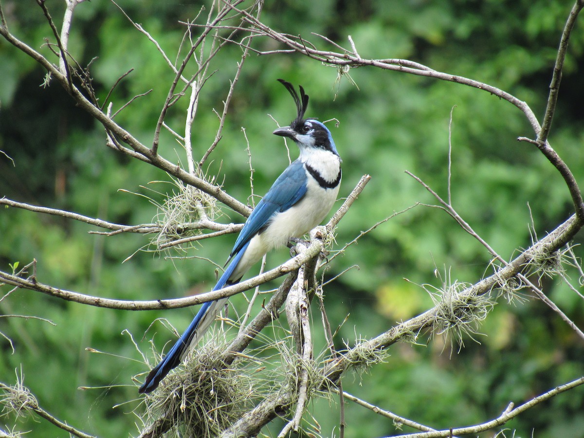 White-throated Magpie-Jay - ML643328774