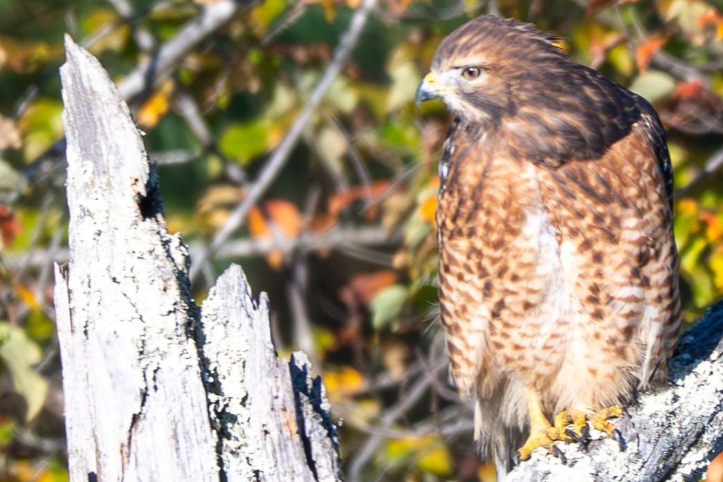 Red-shouldered Hawk - ML643328776