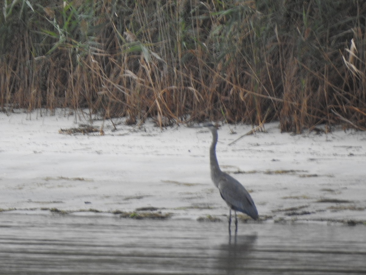 Great Blue Heron - ML643328777