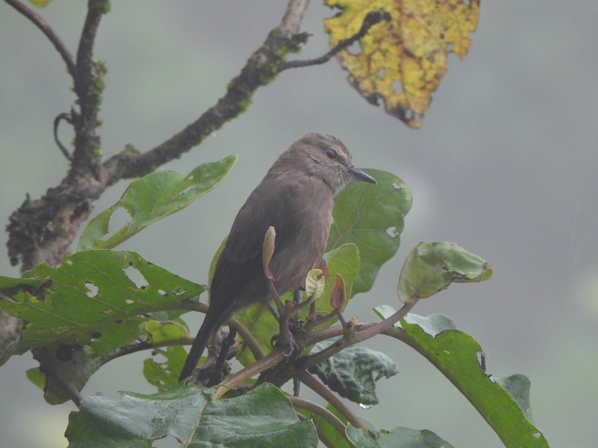 Smoky Bush-Tyrant - ML643328786