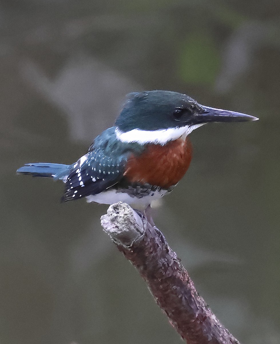 Green Kingfisher - ML643328788