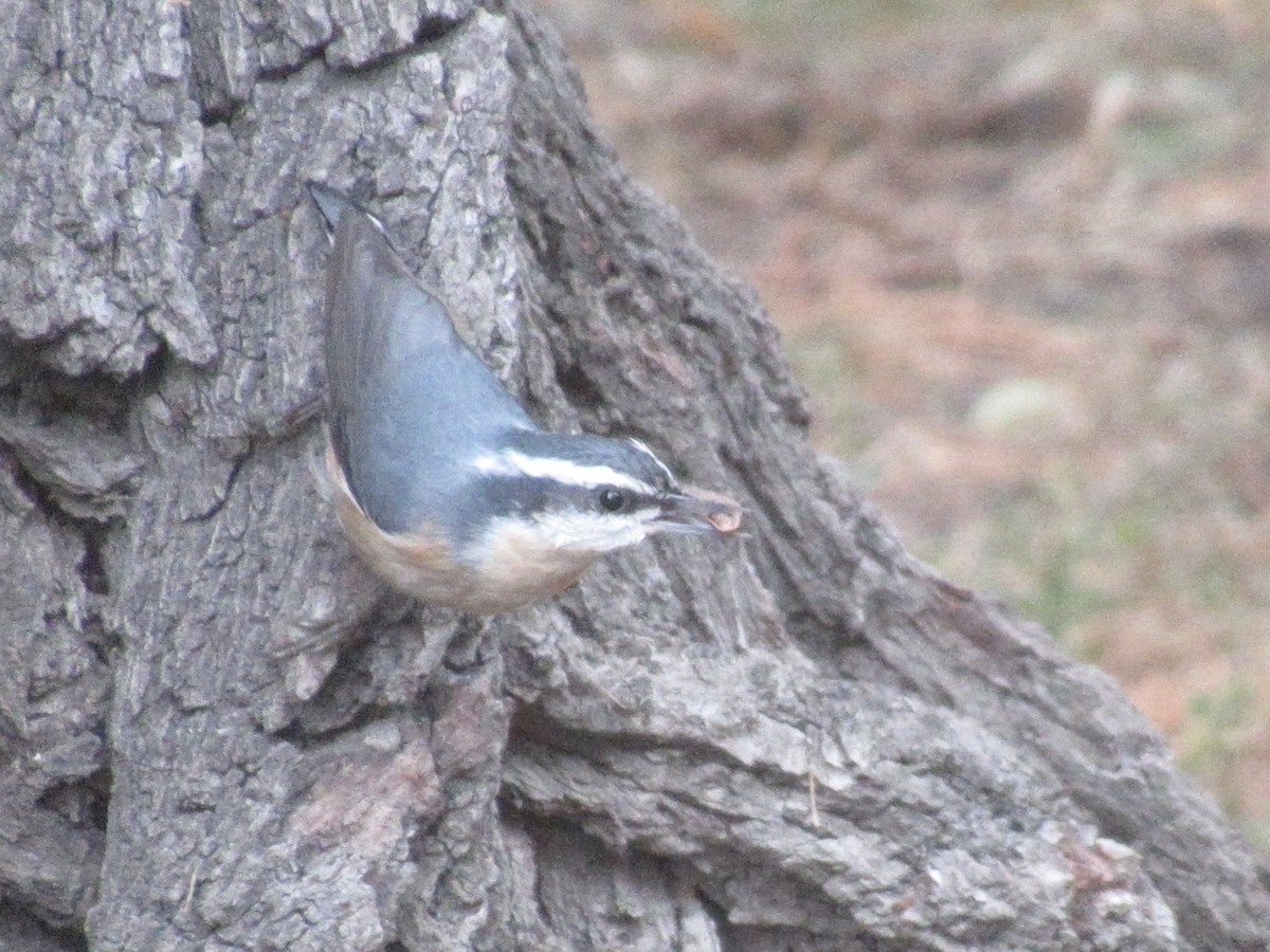 Red-breasted Nuthatch - ML643328789