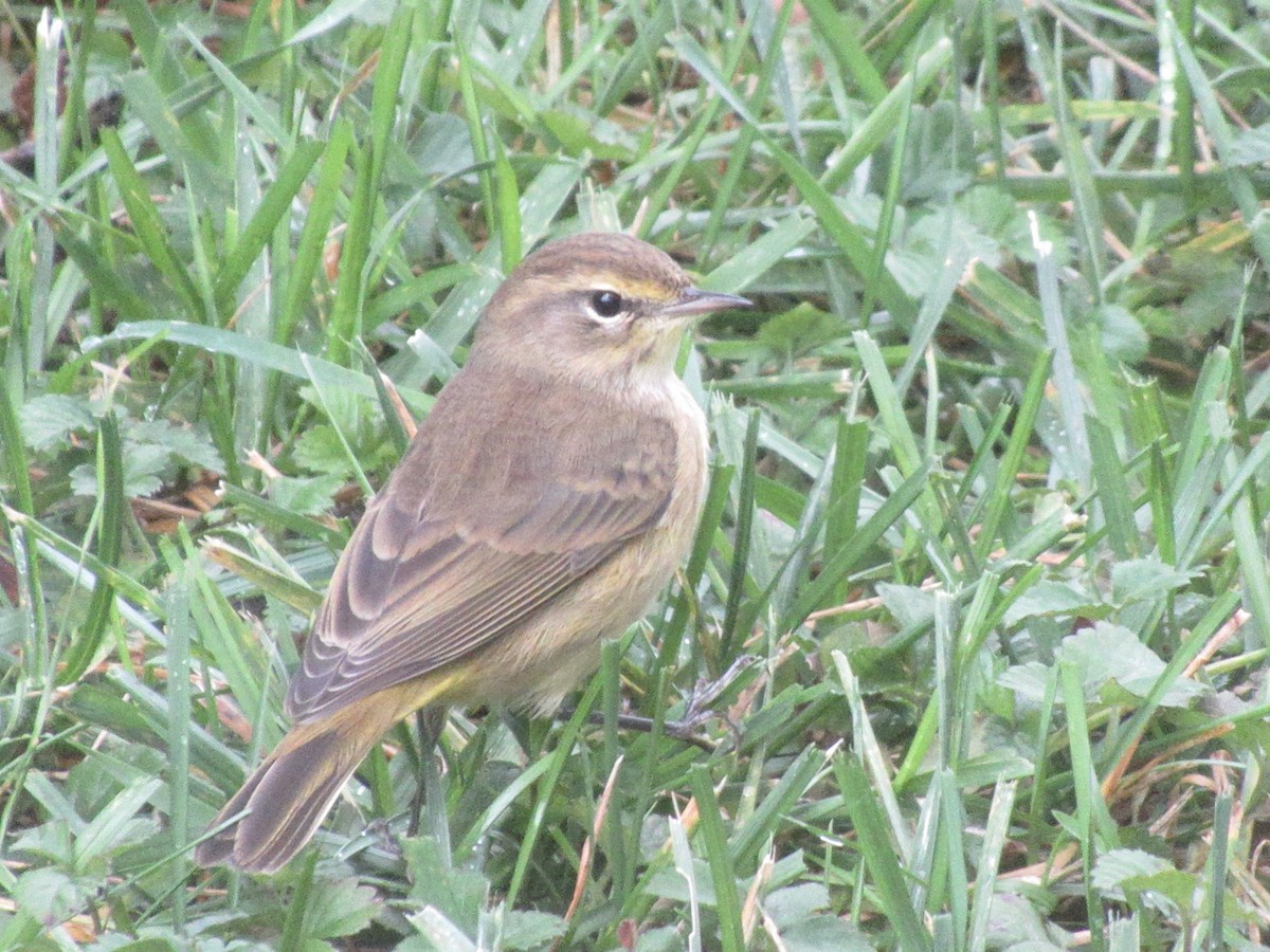 Palm Warbler - ML643328794