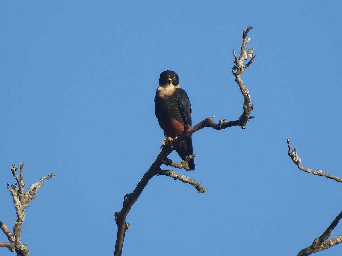 Bat Falcon - ML643328795