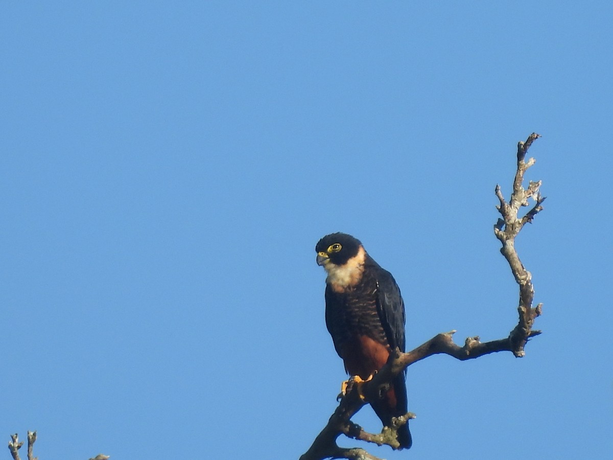 Bat Falcon - ML643328796