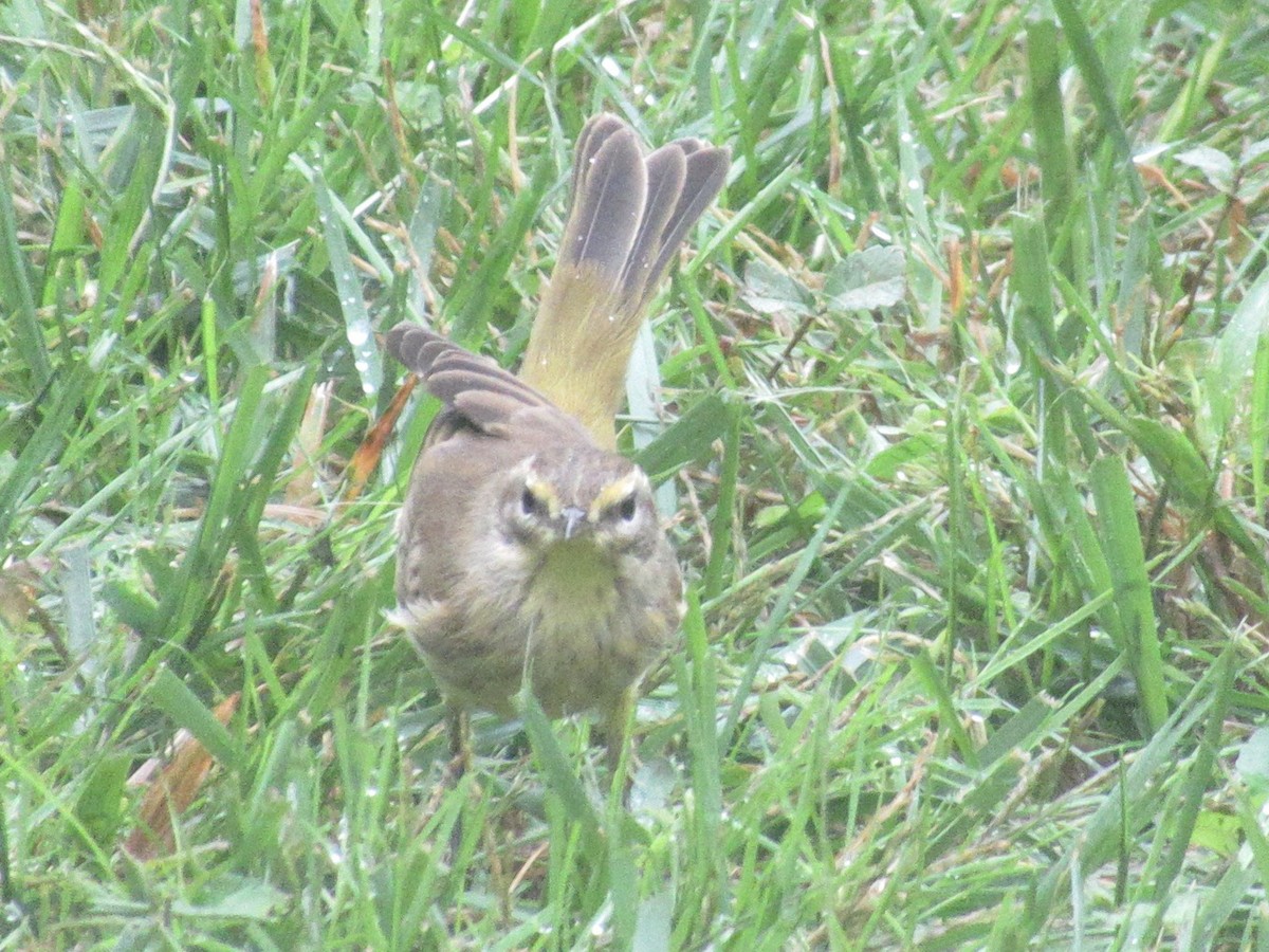 Palm Warbler - ML643328797