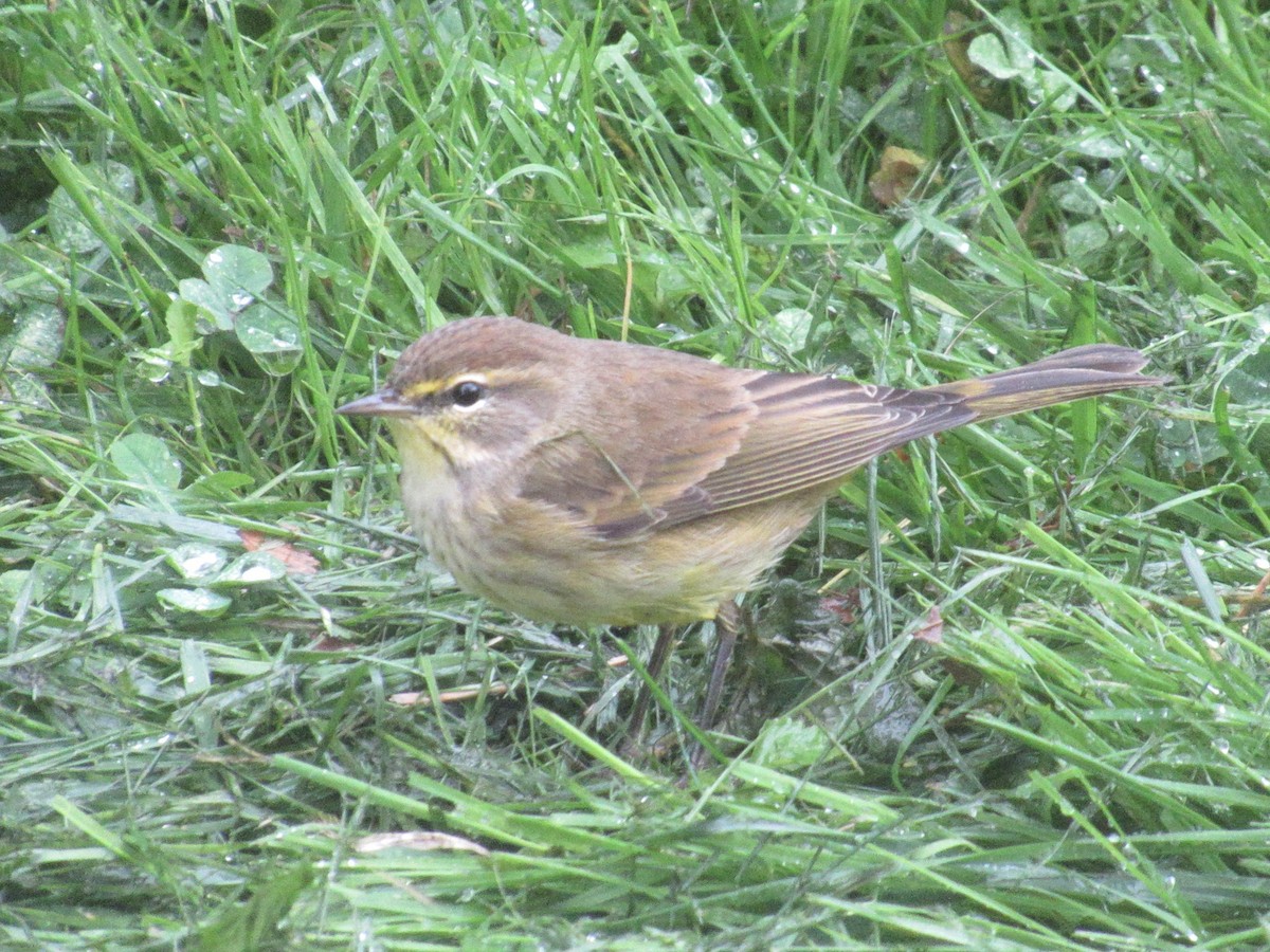 Palm Warbler - ML643328798