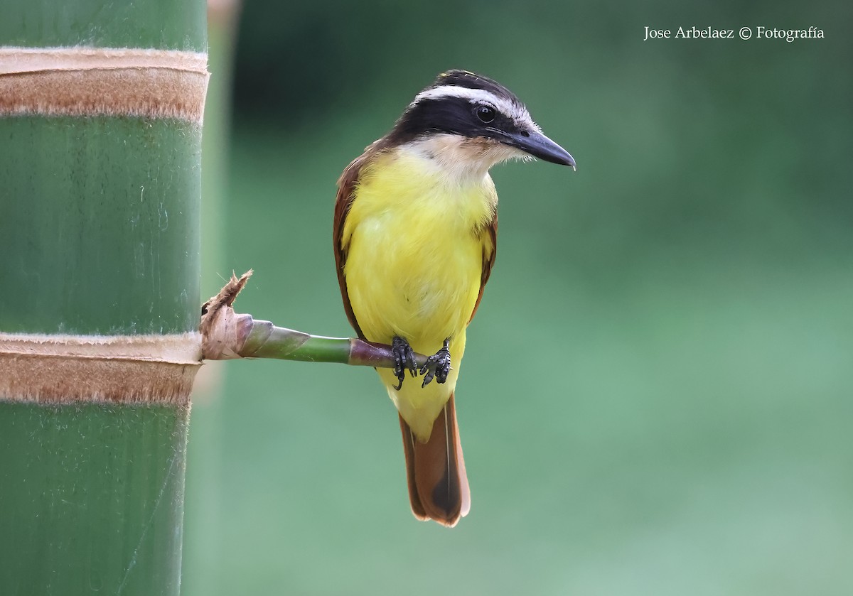Great Kiskadee - ML643328799