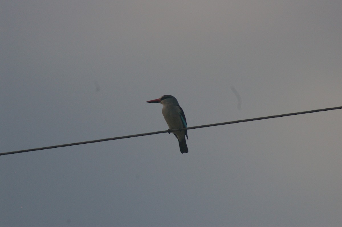 Woodland Kingfisher - ML643328815
