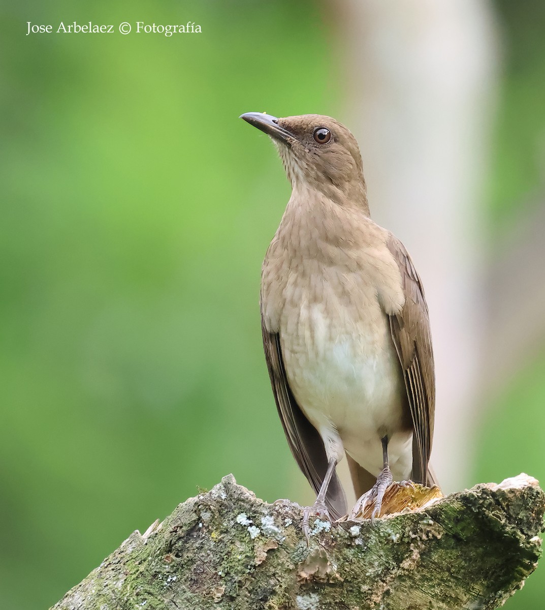Black-billed Thrush - ML643328816