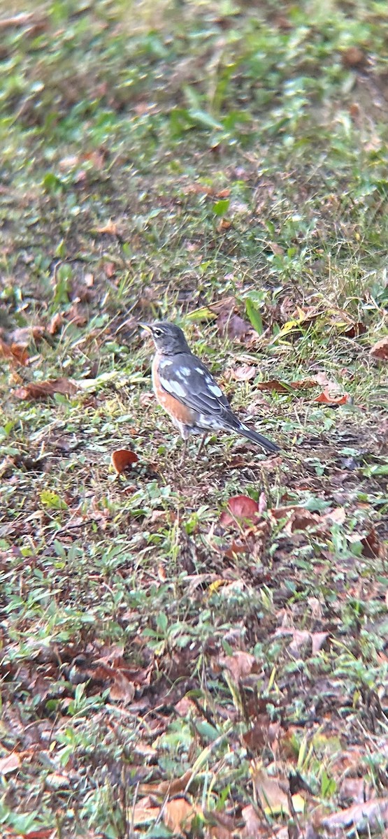 American Robin - ML643328818