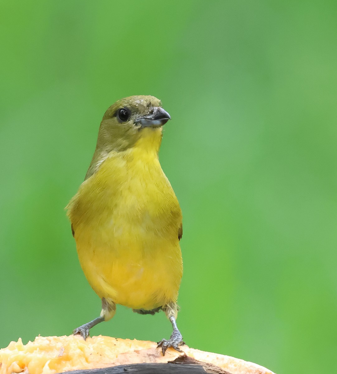 Thick-billed Euphonia - ML643328835